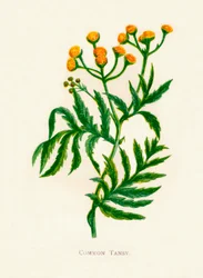 Vanlig tannsy, c1891, 1891