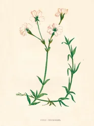 Åkerhøne, c1891, 1891