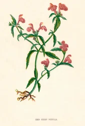 Rød hamp nesle, c1891, 1891