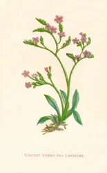 Upright Spiked Sea Lavender, c1891, 1891