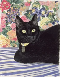 Svart katt