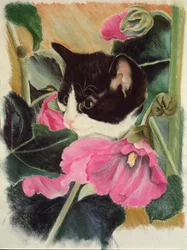 Kattunge og stokkroser