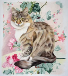 Langt hår tabby