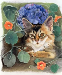 Sotet med hortensia