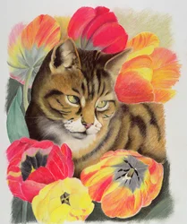Stripy og tulipan