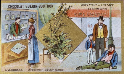 Absint: medisin og dødelig likør. Gravering (kromo). Reklamekromolitografi for Guerin-Boutron-sjokolade, sent på 1800-tallet. Illustree Botanical Series.