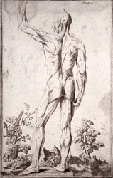 Anatomisk studie av det menneskelige muskelsystemet (gravering