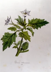 Botanisk bord: Datura Stramonium (Datura stramoine eller stramoine officinale). Gravering i "Flora Monacensis" av Franz von Paula Schrank (1747-1835), tysk naturforsker, Monaco 1816.