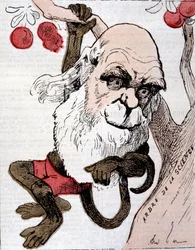 Karikatur av Charles Robert Darwin (1809 - 1882) i ""La Lune""