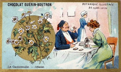 Kamille: infusjon. Gravering (kromo). Reklamekromolitografi for Guerin-Boutron-sjokolade, sent på 1800-tallet. Illustree Botanical Series.