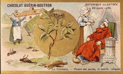 Hyllebær: gift av høner, marg, infusjon. Gravering (kromo). Reklamekromolitografi for Guerin-Boutron-sjokolade, sent på 1800-tallet. Illustree Botanical Series.