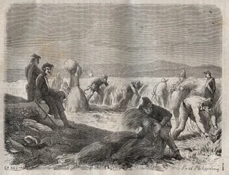Høste styrker ved fengselet til Belle-Ile-en-Mer (vakker øy til sjøs) på 1800-tallet. Gravering i «Fangernes historie fra deres skapelse til i dag» (1877) av Pierre Zaccone (1817-1895) (Colonia Penale - Straffekoloni). Privat samling.