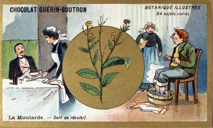 Sennep fungerer som en avsky. Gravering (kromo). Reklamekromolitografi for Guerin-Boutron-sjokolade, sent på 1800-tallet. Illustree Botanical Series.
