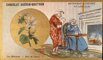 Lilla er en urtete. Gravering (kromo). Reklamekromolitografi for Guerin-Boutron-sjokolade, sent på 1800-tallet. Illustree Botanical Series.