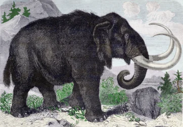 Representasjon av en mammut. Rekonstituert etter oppdagelsene av Adams, et medlem av St. Petersburg Academy. Gravering fra 1867. .