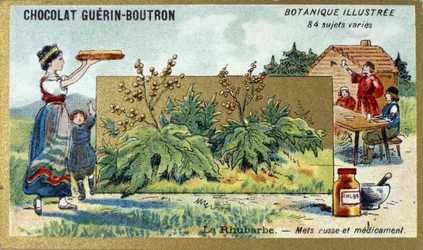 Rabarbra: Russisk mat og medisin. Gravering (kromo). Reklamekromolitografi for Guerin-Boutron-sjokolade, sent på 1800-tallet. Illustree Botanical Series.