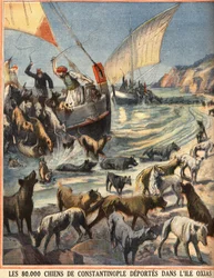 De 80 000 løse hundene fra Konstantinopel (Istanbul, Tyrkia) drar til øya Oxias. Gravering i "" Le petit parisien"" 07.08.1910. Privat samling.
