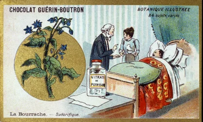 Den borage, diaphoretic. Gravering (kromo). Reklamekromolitografi for Guerin-Boutron-sjokolade, sent på 1800-tallet. Illustree Botanical Series.