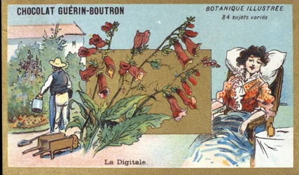 Det digitale. Gravering (kromo). Reklamekromolitografi for Guerin-Boutron-sjokolade, sent på 1800-tallet. Illustree Botanical Series.