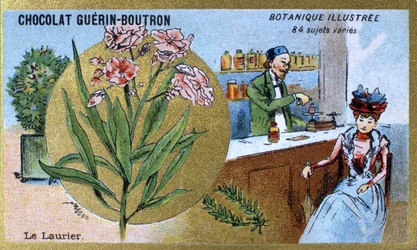 Laurbæret. Gravering (kromo). Reklamekromolitografi for Guerin-Boutron-sjokolade, sent på 1800-tallet. Illustree Botanical Series.