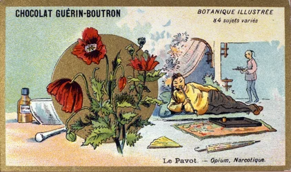 Valmuen: opium, narkotisk. Gravering (kromo). Reklamekromolitografi for Guerin-Boutron-sjokolade, sent på 1800-tallet. Illustree Botanical Series.