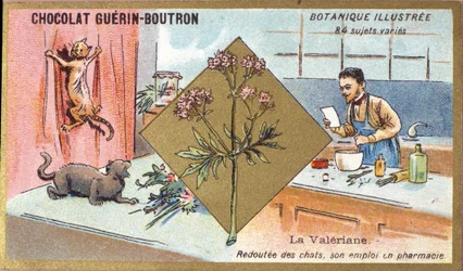 Valerian: redd for katter, hans ansettelse i apotek. Gravering (kromo). Reklamekromolitografi for Guerin-Boutron-sjokolade, sent på 1800-tallet. Illustree Botanical Series.