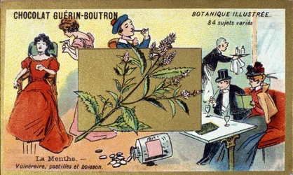Sårbar mynte, pastiller og drikke. Gravering (kromo). Reklamekromolitografi for Guerin-Boutron-sjokolade, sent på 1800-tallet. Illustree Botanical Series.