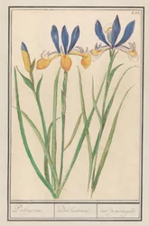 Blauwgele lis (sibirsk iris) portugisisk / Lusitanske regnbuer / iris fra portugal (tittel på objekt)
