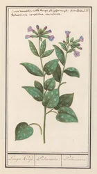 Flekk lungeurt (Pulmonaria officinalis) Lengre krydder. / Pulmonaria. / Lunge. (tittel på objekt)