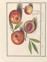 Granateple (Punica granatum) Grenaert epler. / Mala Punica. / Granater. (tittel på objekt)