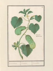 Komkommer (Agurk sativa) Komkommer. / Agurk. / Cornichon. (tittel på objekt)