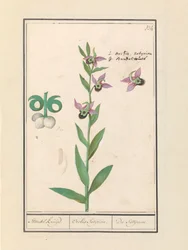 Leende humleorkide (Ophrys bombyliflora) og anemonen (Anemone) | Laughing Bumblebee Orchid (Ophrys bombyliflora) Laughing Bumblebee Orchid (Ophrys bombyliflora)