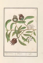 Mispel (Mespilus germanica) Medlar Tre. / Mespilus. / Nefflier (tittel på objekt)