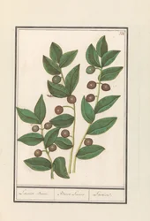 Oliven (Olea europaea) Laurbærtre. / Bacca Laurus. / Laurel (tittel på objekt)