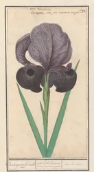 Rouw iris (Iris susiana) fra suzyaensche lisbloeme / iris Calcedonica. iris Susiana major. / suze iris. (tittel på objekt)