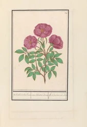 Wilde roos (Rosa) Welriekende bosch roose / rosa silverstris adorata. / Skogsrose med lukt (tittel på objekt)