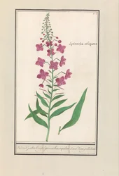 Fireweed (Chamerion angustifolium) Igjen, jødene Kruyt. / lysimachia sequilosa / Souci d
