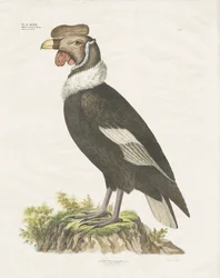 Andeskondor (håndkolorert lito)