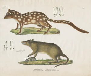 Australske pungdyr med anatomiske detaljer (håndkolorert litografi)