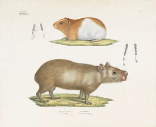 Marsvin og kapybara med tannillustrasjoner (håndfarget litho)