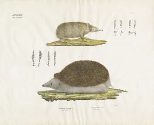Pinnsvin og Tenrec med anatomiske detaljer (håndkolorert litografi)