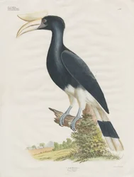 Hornbill (håndkolorert lito)