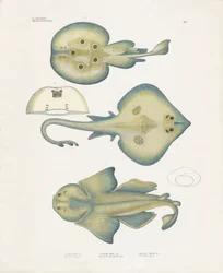 Ray-arter fra ordenen Rajiformes (håndkolorert litografi)