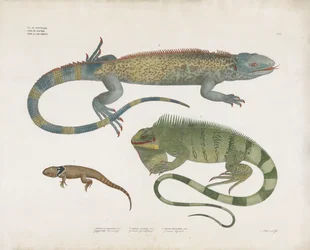 Skjelløgler fra forskjellige habitater (håndkolorert litografi)