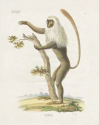 Sølvfarget Lutung i et tre (håndkolorert lito)