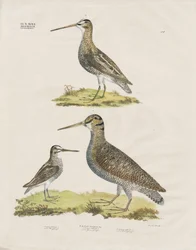 Bekkasinarter (håndkolorert litografi)