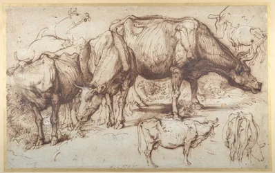 Cattle in Pasture, ca. 1618-20 (penn og blekk med vask på papir)