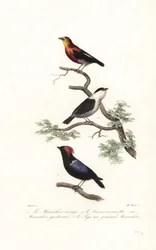 Manakin-art.