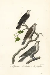 Spurvehauk, hønsehauk og hønsehauk.