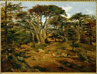 Gamle sedertre i Libanon-fjellkjeden
